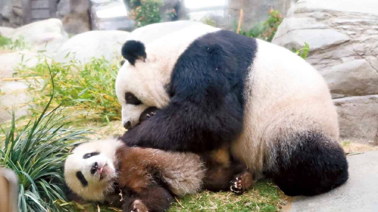 海洋公園：盈盈再有繁殖計劃  六隻大熊貓加盟親親動物月