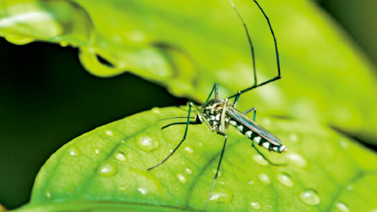 「蚊子丹」的回答技巧