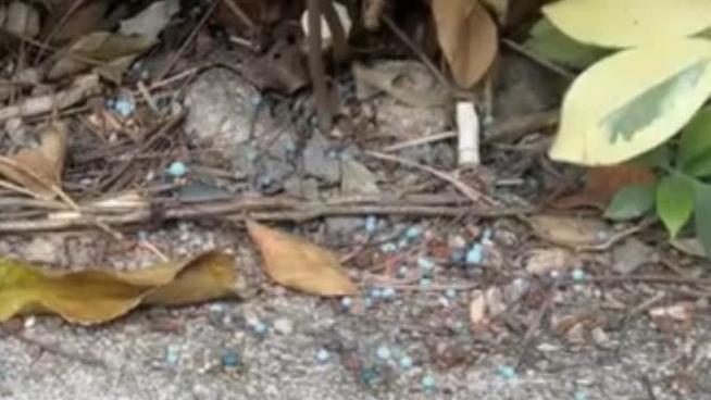 新蒲崗行人路現大量疑似老鼠藥 懷疑有人惡意毒狗