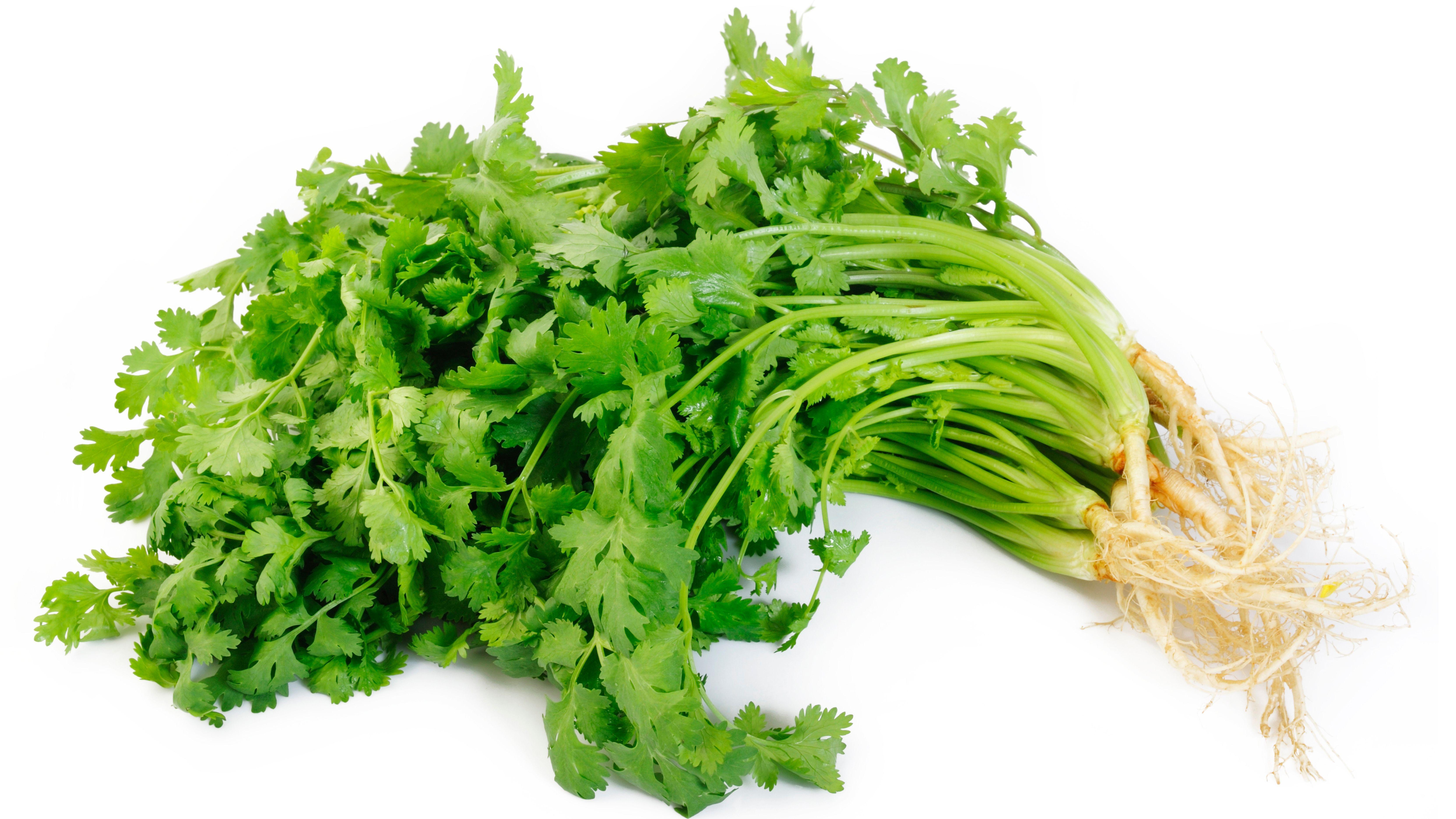 芫荽 香料 膽固醇 免疫力