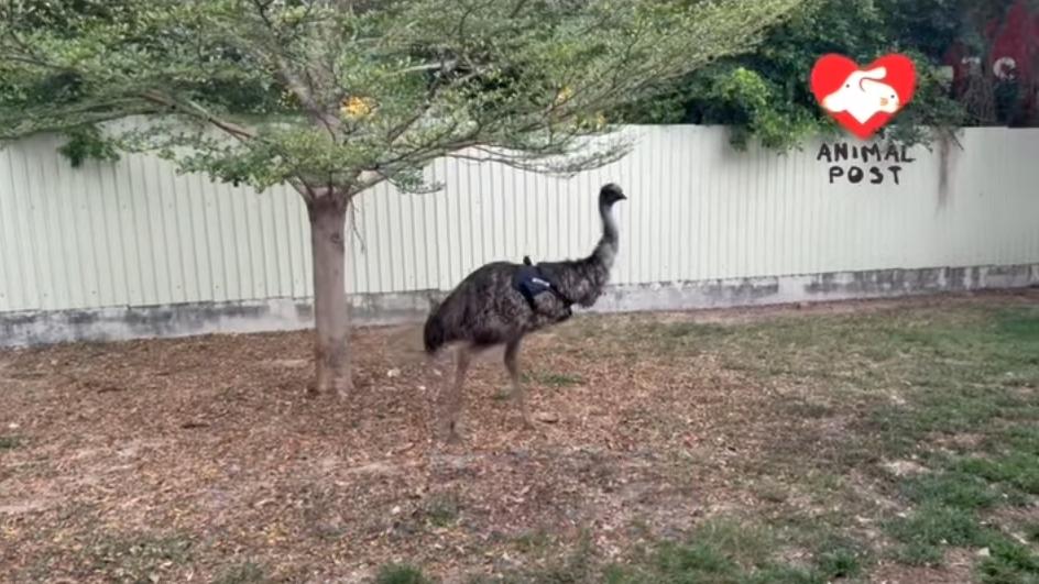 去年曾經兩度走失的澳洲鴕鳥鴯鶓，終於找到新家園。（fb「香港動物報」截圖）