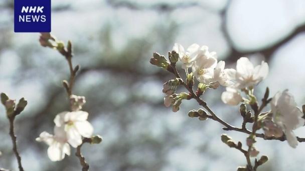 日本高知市及熊本市氣象台周日宣布，染井吉野櫻標準本開花，成為日本官方確認今年最早開花的地區，也標誌著櫻花季正式展開。(互聯網)
