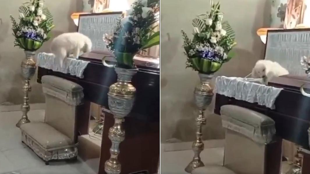 小狗猶疑一會後，小狗跳進棺木，坐在已故主人身上。(互聯網)