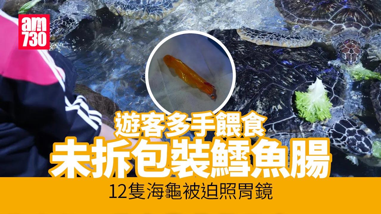 浙江遊客多手餵食袋裝鱈魚腸　12隻海龜被迫照胃鏡