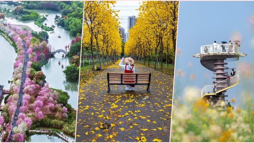 廣州三大賞花熱點　宮粉紫荊/油菜花/波斯菊　解鎖「花城」春日密碼