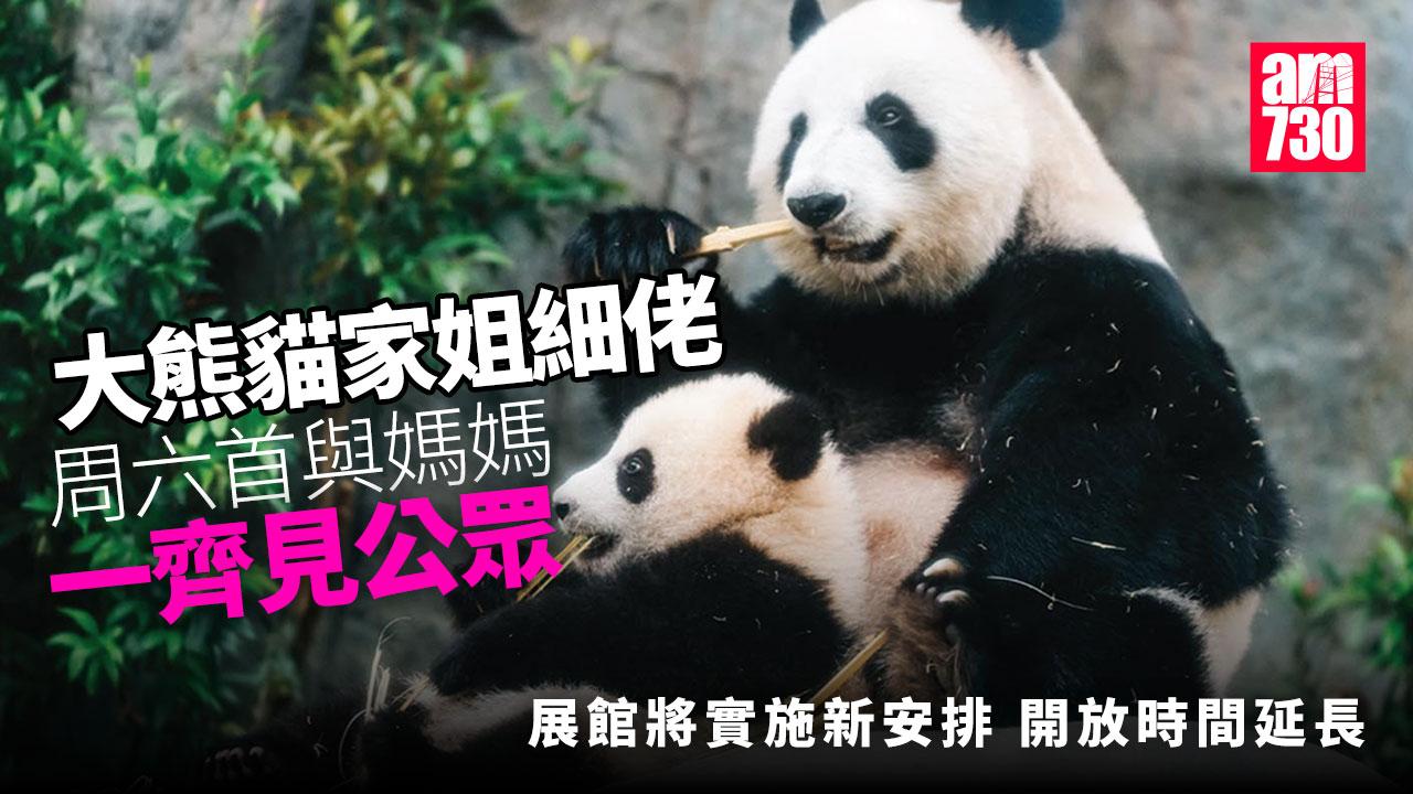 大熊貓「家姐」「細佬」周六首與媽媽「盈盈」一起見公眾