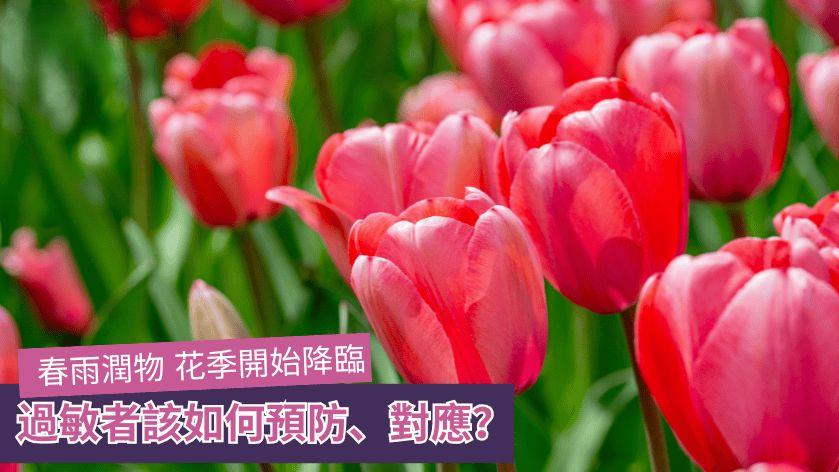 過敏｜春雨潤物花季降臨　過敏者該如何預防、對應？