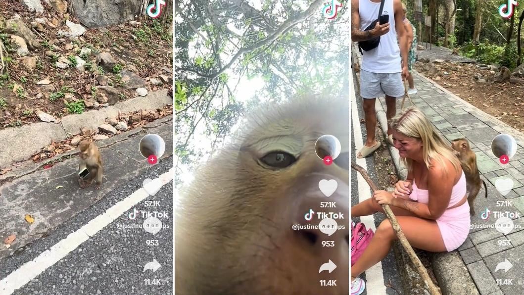 左至右：女遊客被猴子搶手機，猴子在樹上自拍，女遊客還被其他猴子騷擾。(互聯網)