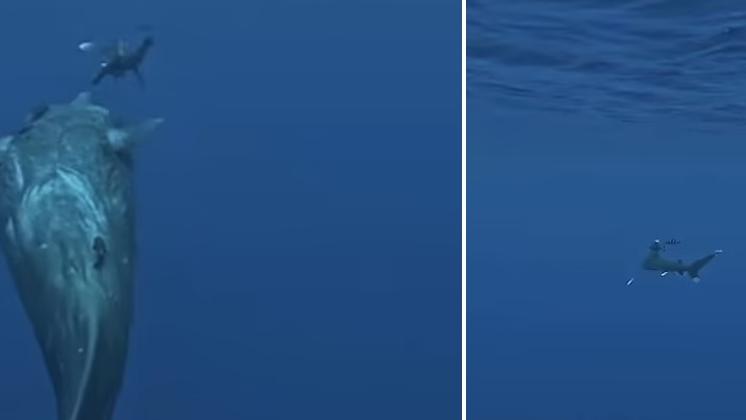 抹香鯨為保護潛水客，數度游近鯊魚，最終將鯊魚趕走。(互聯網)