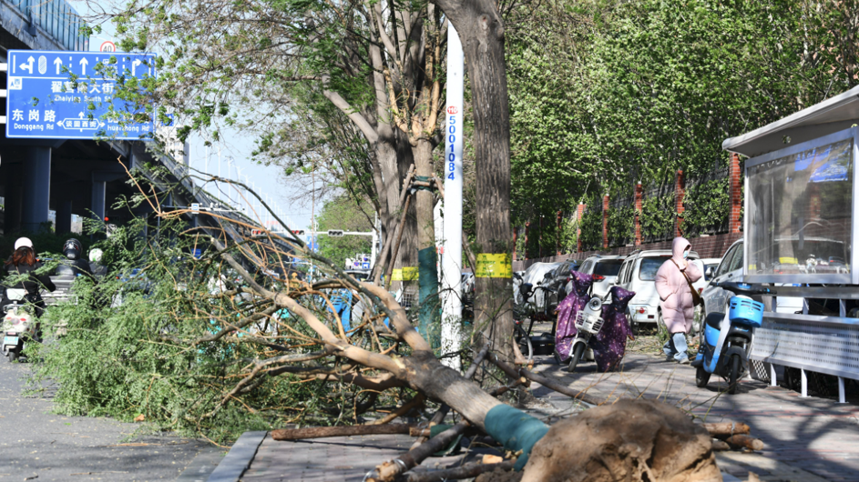 一棵大樹被大風連根拔起。（中新社）