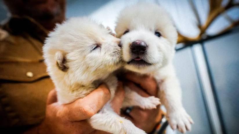 經營生態度假村夫婦避債出走，遺下158捅人類排泄物。(X)