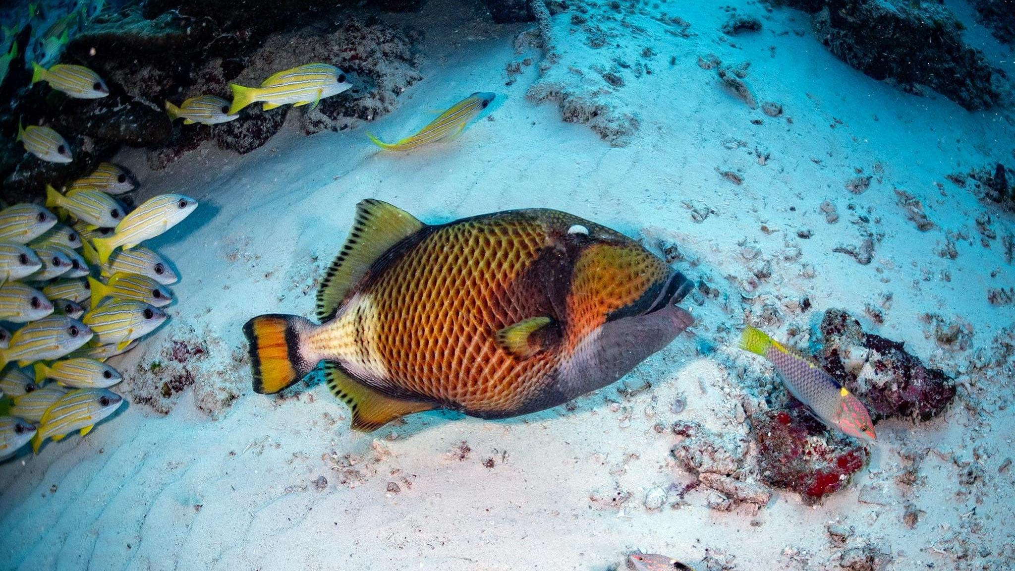 緬甸地震，泰研究團隊拍下海底魚群集體「躺平」避震奇景。(FB)