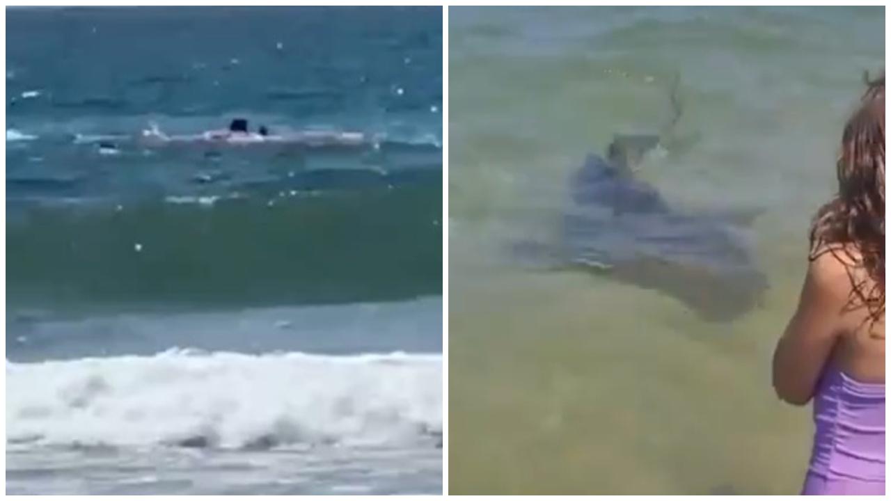 以色列漢與鯊魚暢泳遭拖入水，海水驚見染紅，翌日尋獲遺駭。(X)