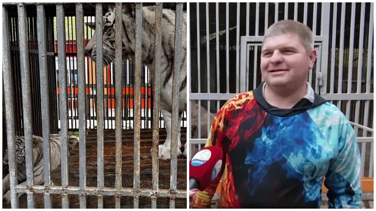 飼養員進籠餵白虎，無做一件事遭咬甩頭慘死。(X)