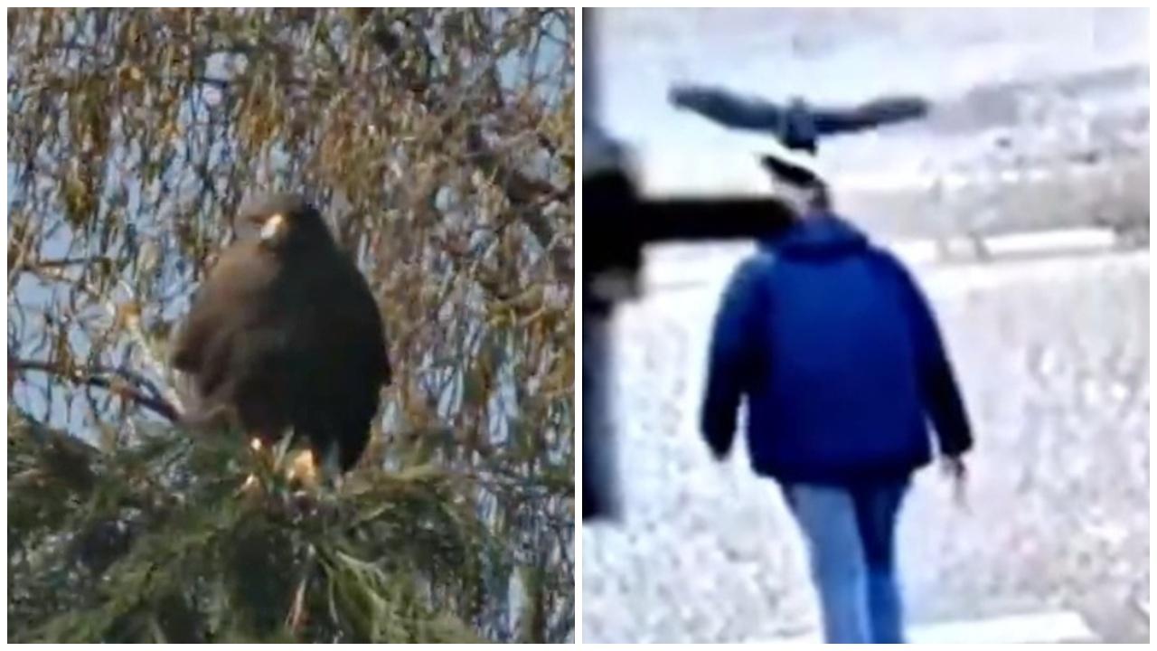 倫敦「憤怒鳥」連襲50人，肆虐數周終落網。(X)