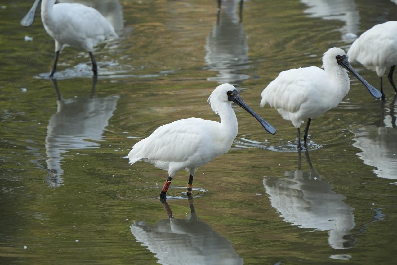 於黑臉琵鷺全球同步普查中在米埔記錄到的黑臉琵鷺。(© Jay Kong/香港觀鳥會)