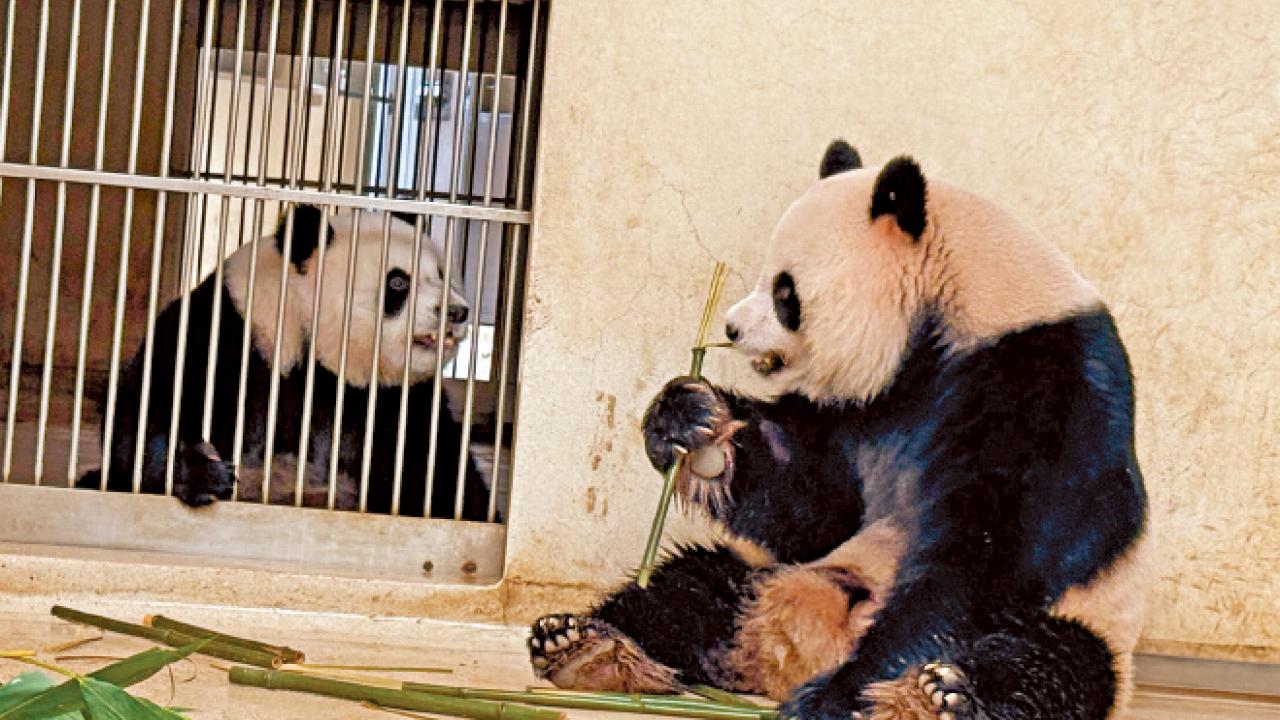 抵港後踏首個繁殖季節 大熊貓安安可可正「互相了解」