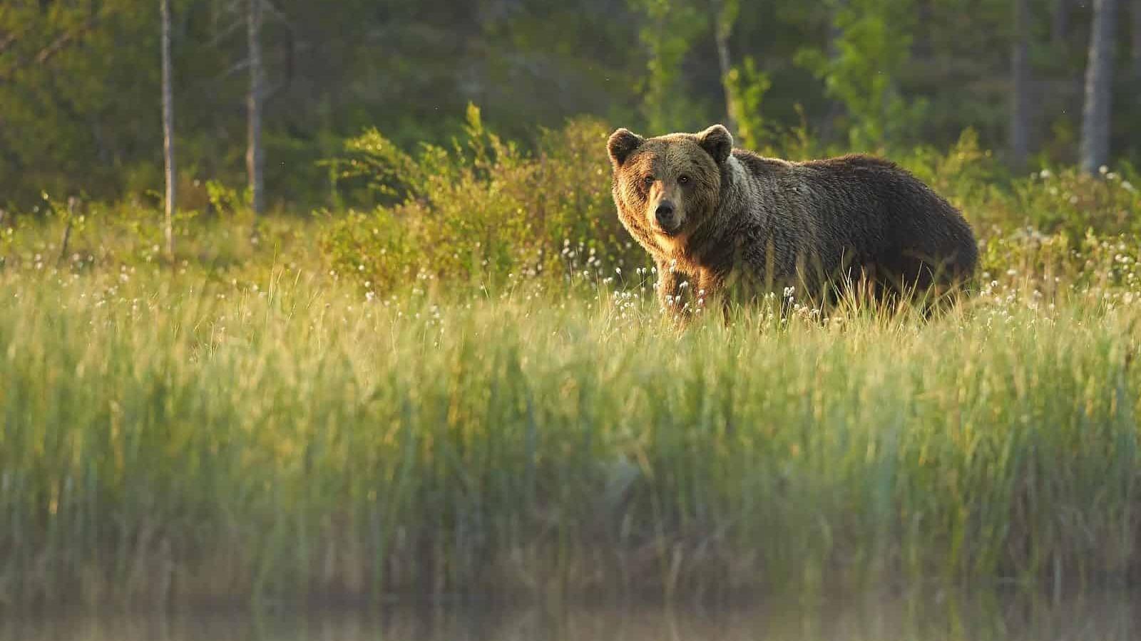 斯洛伐克計劃撲殺國內部份棕熊。(網上圖片)