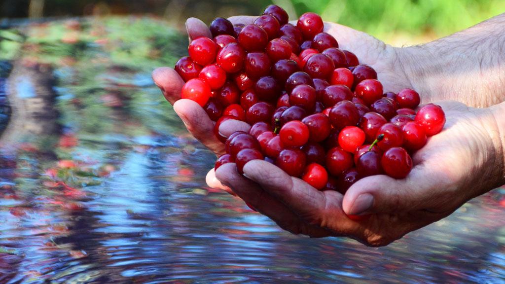 探索超級水果：美國酸櫻桃亮相 HOFEX 2025香港展！