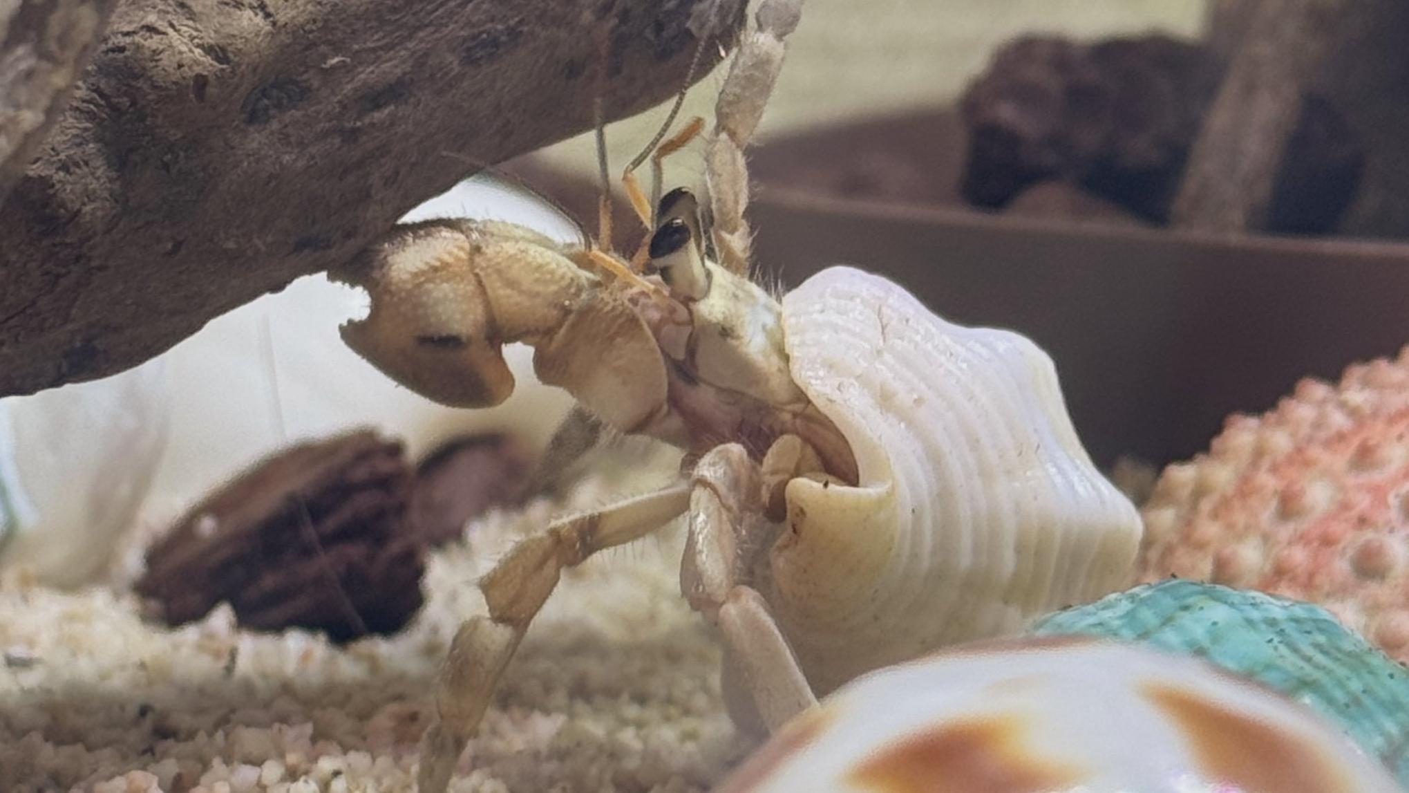 兩名台灣男子在沖繩帶走大量受保護的寄居蟹而被捕。(X)