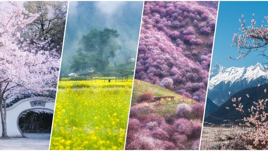 春天賞花｜全國賞花打卡地圖　這4個人間仙境不能錯過