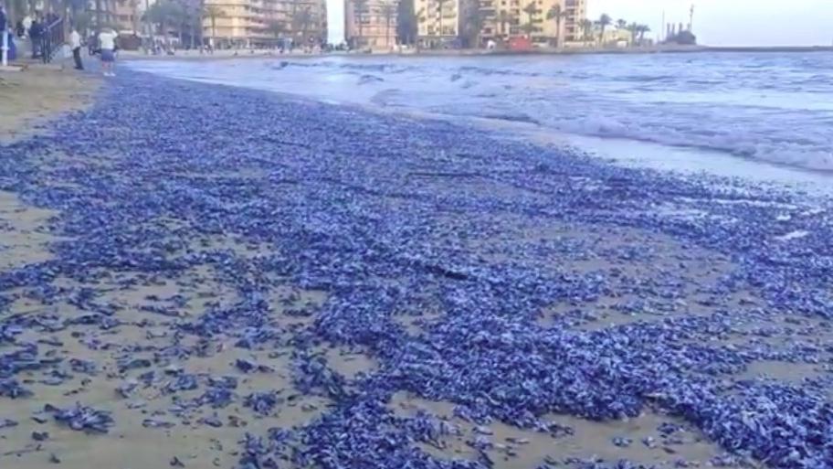 大量藍色生物被沖上大加納利亞群島一處海灘。(互聯網)