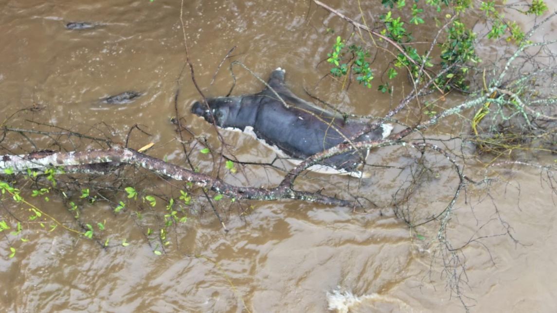 剛果維龍加國家公園近日發現大量河馬屍體，疑感染炭疽死亡。(路透社)