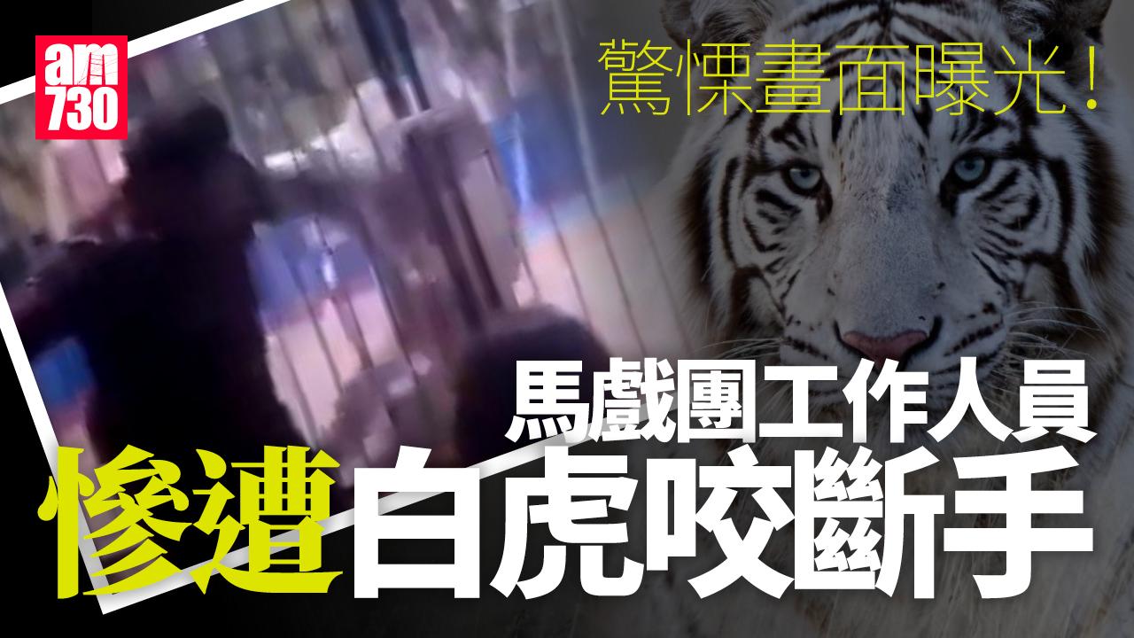 馬戲團白虎表演途中咬斷職員手　驚慄30秒曝光