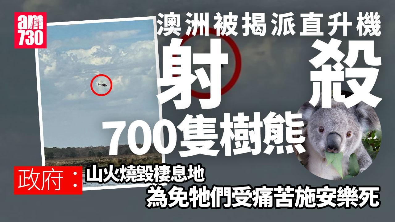 澳洲被揭派直升機射殺700隻樹熊 保護動物組織怒斥殘忍