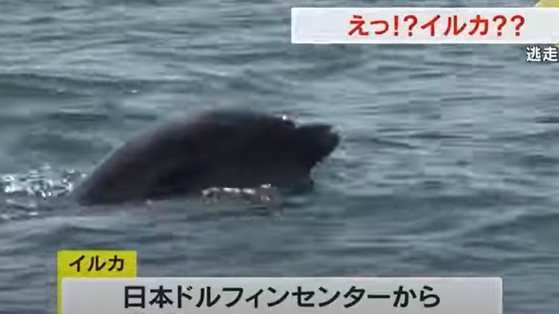 出走的海豚在香川縣土庄町沿海現蹤。(互聯網)