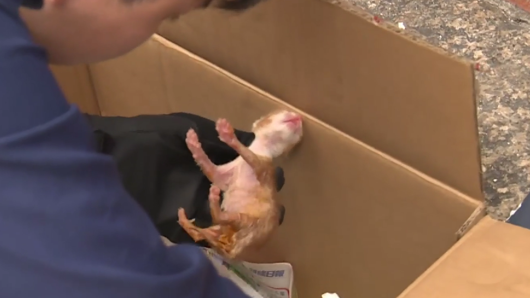 5隻幼貓藏綁死結膠袋，棄深水埗天后廟外(有線新聞截圖)