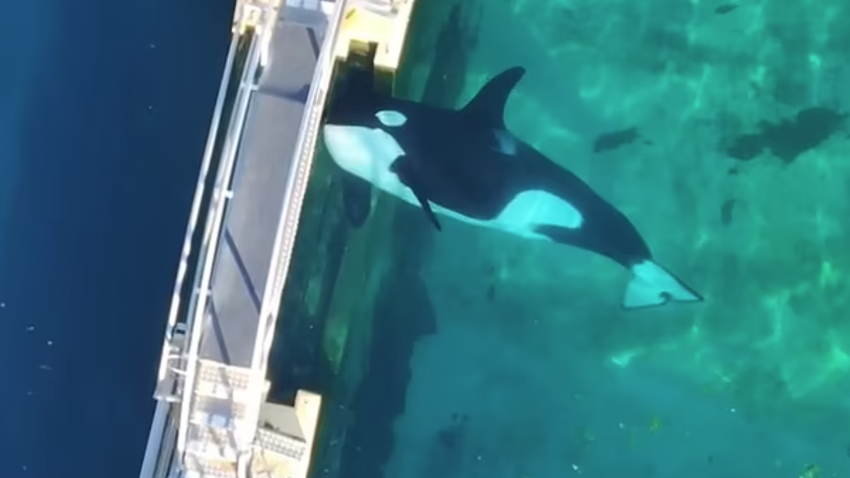 海洋樂園倒閉 2殺人鯨12海豚 遺棄園內廢池惹關注(有片)