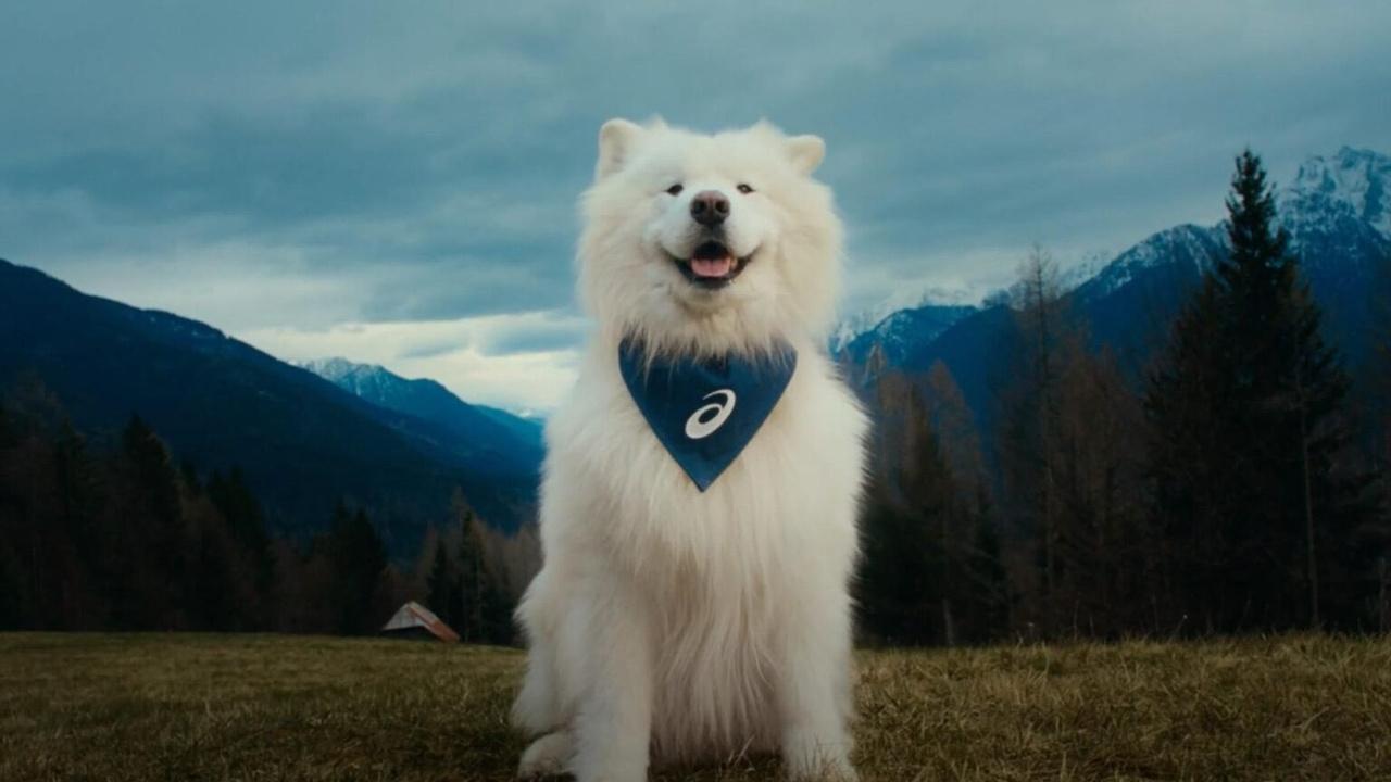 踏遍36國狗網紅任ASICS大使，網民：絕對勝任。(X)