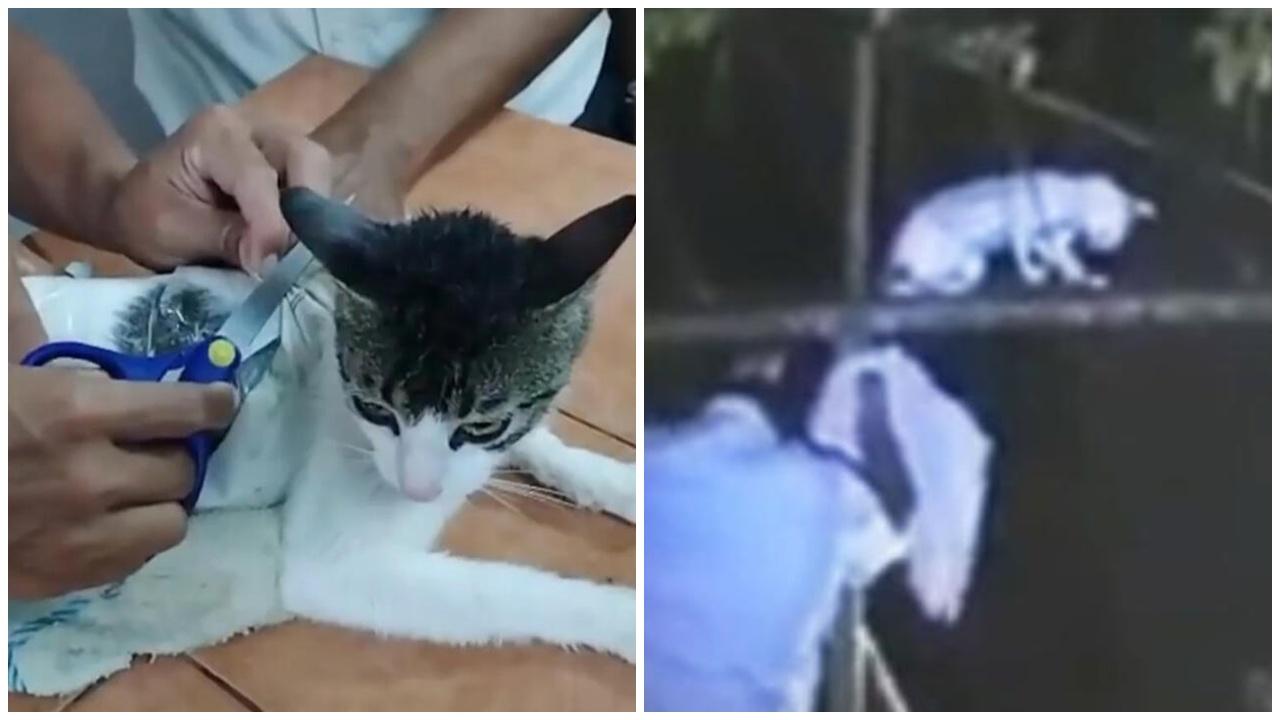 獄警捕獲貓咪，揭被綁大麻海洛英淪運毒工具。(X)