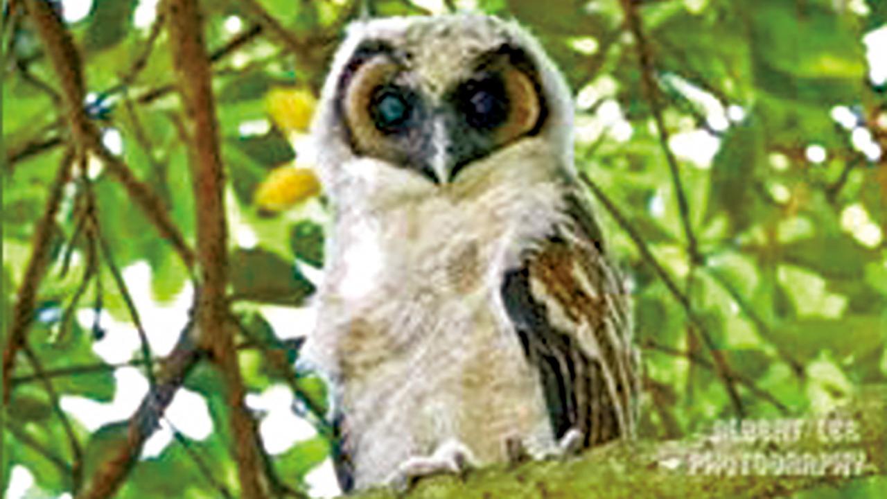 嘉道理農場相隔4年成功繁殖褐林鴞 觀鳥愛好者湧保護區睹幼鴞 農場促勿干擾鳥類