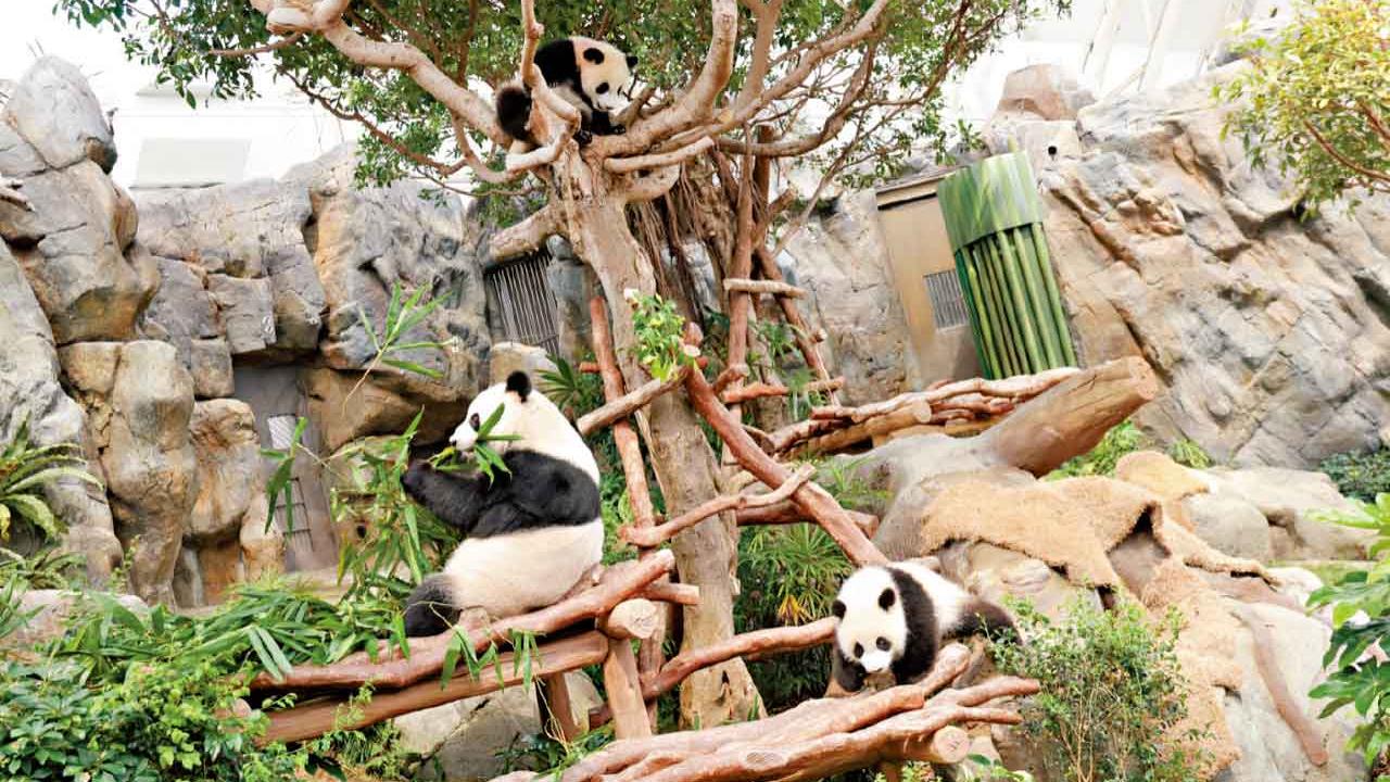 家姐細佬擴大生活區 鍛煉身手 大熊貓展館月底進場毋須取籌