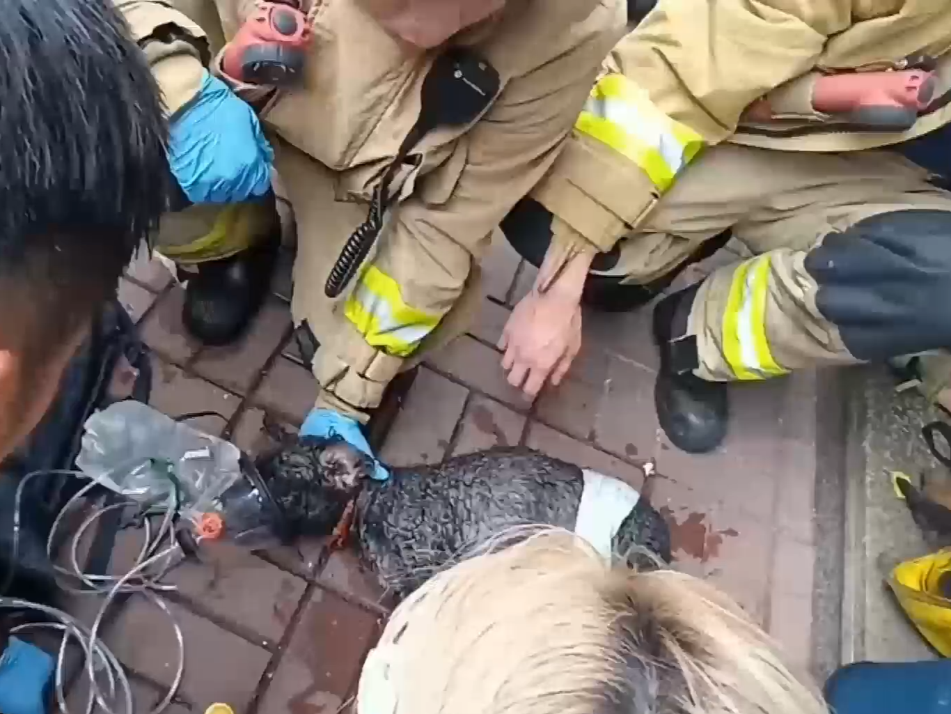 太子單位失火消防破門救寵物，一狗3鸚鵡不治。(有線新聞截圖)