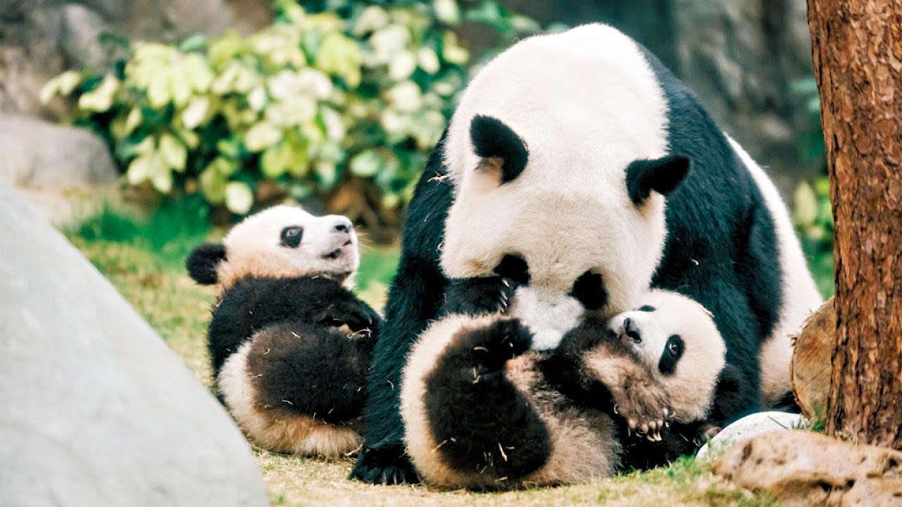 與大熊貓盈盈齊賀母親節 訪客印掌印可獲曲奇