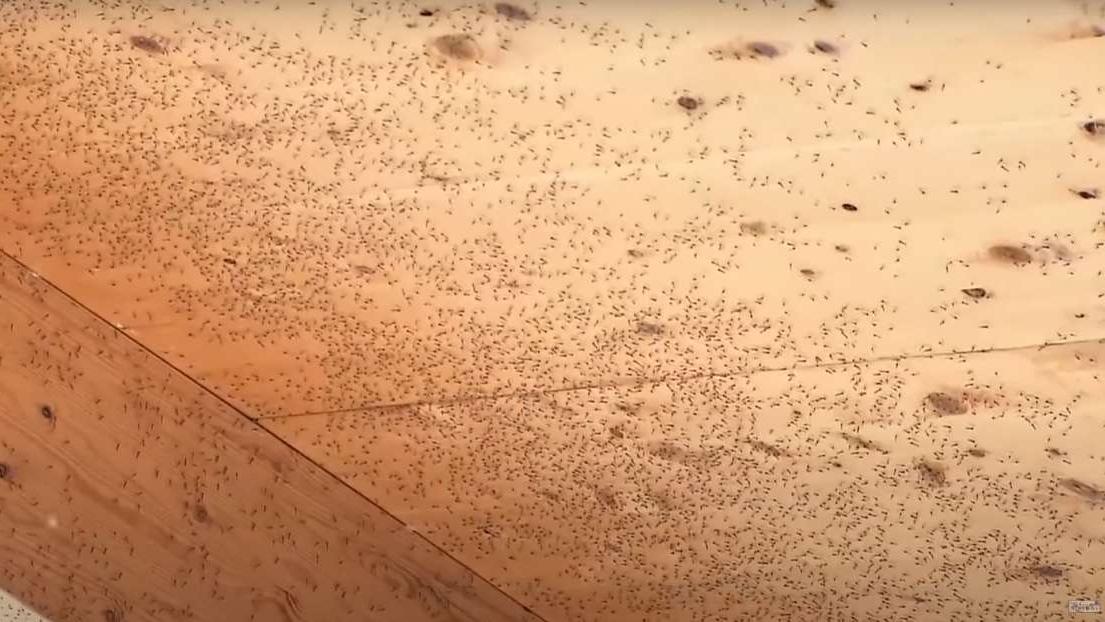 大阪世博爆蚊蟲危機官方急商對策　搖蚊肆虐超密集（有片）