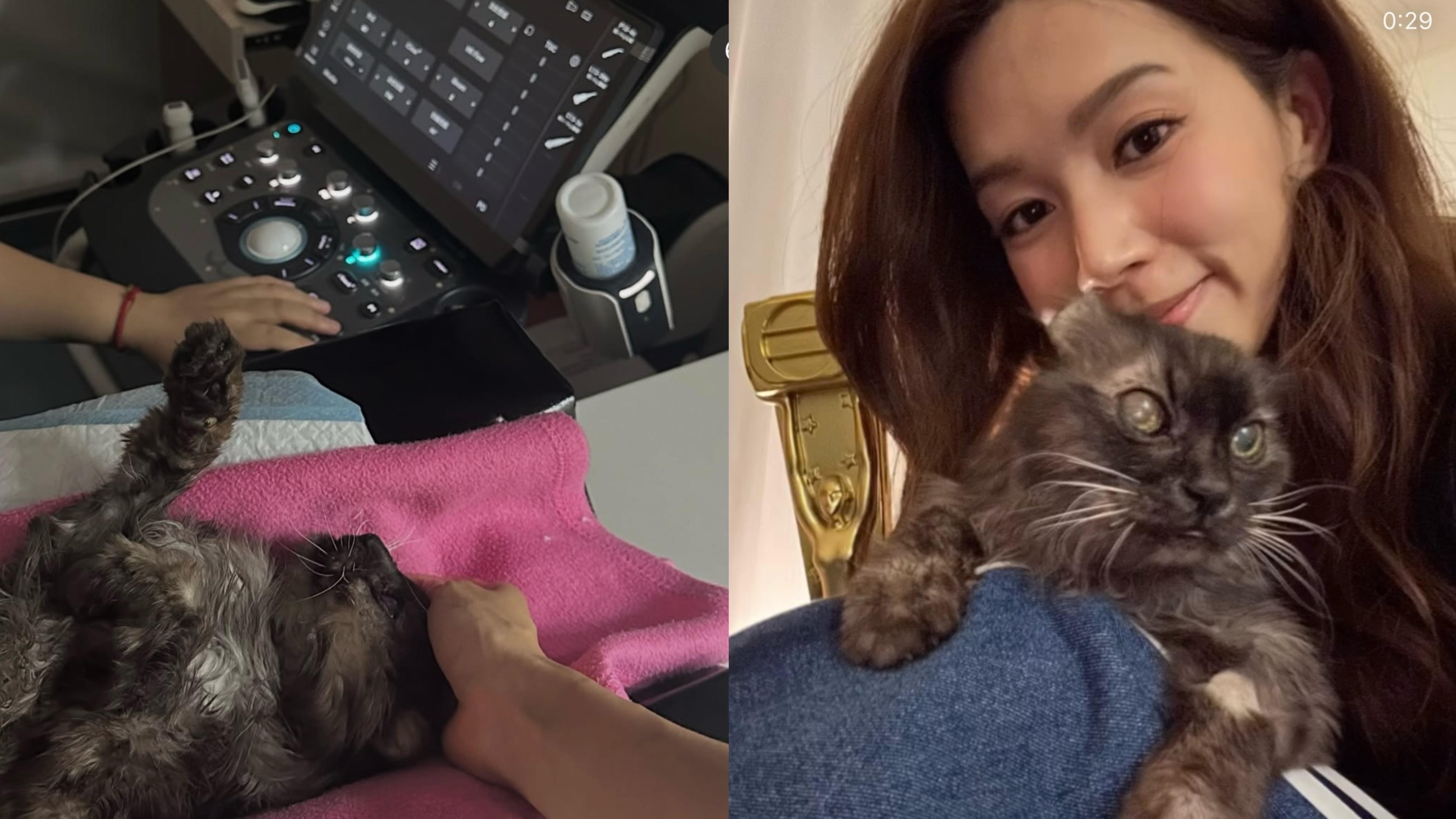 傅嘉莉高齡愛貓狀況急轉直下 網民批評刷流量：仲有心情cap閉路電視？