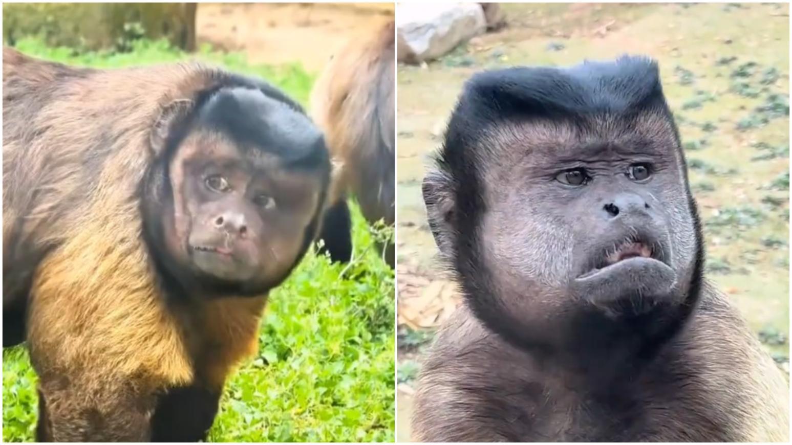 方臉猴「大壯」爆紅不足一個月猝死　合肥動物園曝黑帽懸猴死因