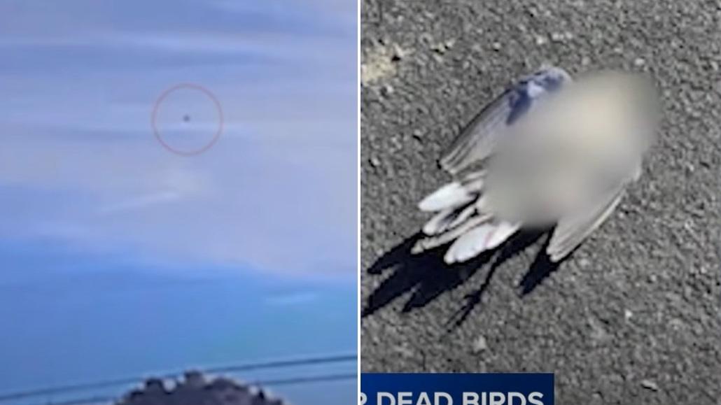 美國加州里士滿市近月接連發現野鳥屍體(右)，有居民拍片，指野鳥墜落前有爆炸聲(左)。(互聯網)
