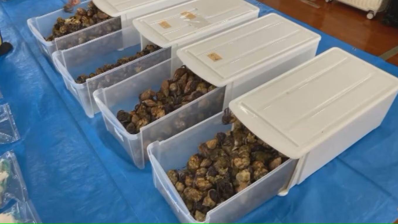 3名中國人涉走私數千隻寄居蟹。(TBS圖片)