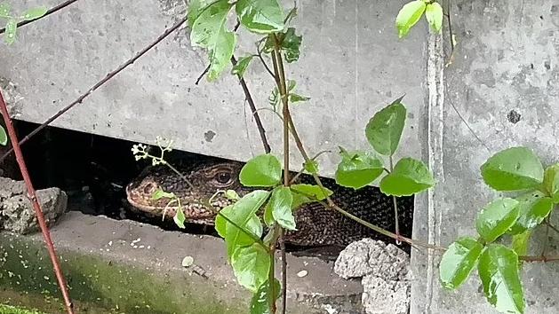 救援人員捕捉，巨蜥躲到建築物底部。(互聯網)