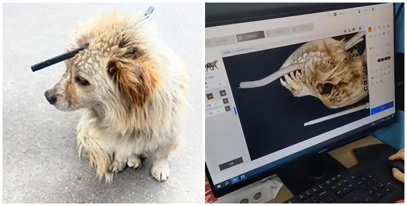  廣州一隻流浪小狗頭部被兩支箭矢穿刺，當地市民將牠送醫救治取出箭矢。(影片截圖)