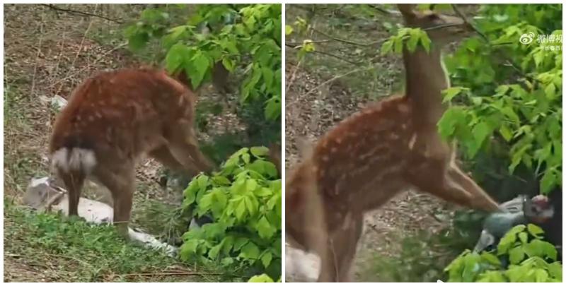 內地一名女子近日在遼寧省大連市，靠近剛出生的梅花鹿試圖拍攝，卻引發母鹿一陣暴打，罕見畫面曝光引發討論。