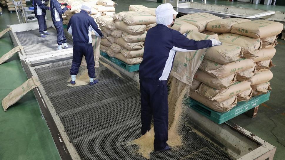 一批儲備米今年3月被送到埼玉縣加工廠。(資料圖片)