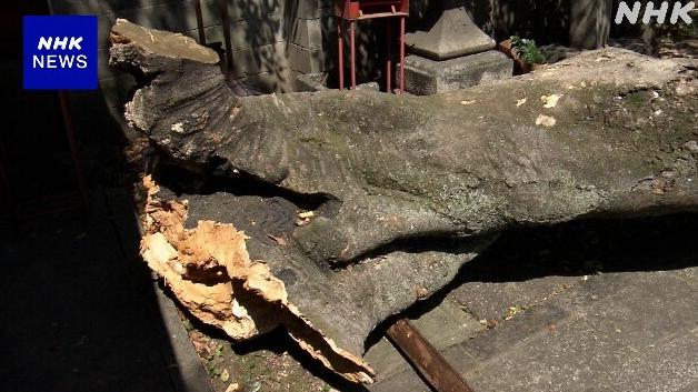 板本龍馬傳說神木樹幹突然折斷。(互聯網)