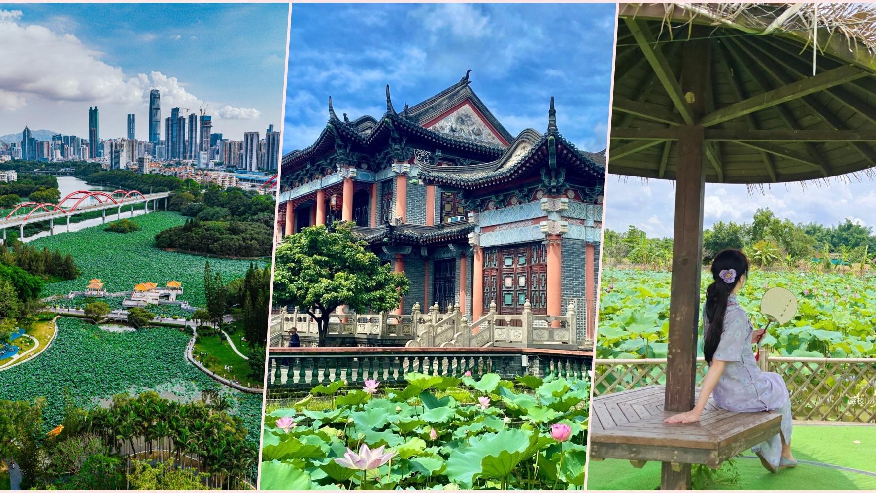 深圳3大免費賞荷勝地　洪湖公園驚現罕有「並蒂蓮」（附周邊景點）