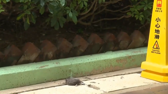 荃灣祈德尊新邨B座附近行人路邊有斑鳩懷疑遭虐待，頭部被割去死亡。(有線新聞畫面)